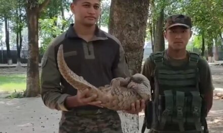 Army rescues pangolin near LoC in Jammu