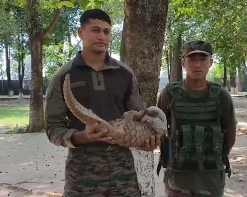 Army rescues pangolin near LoC in Jammu
