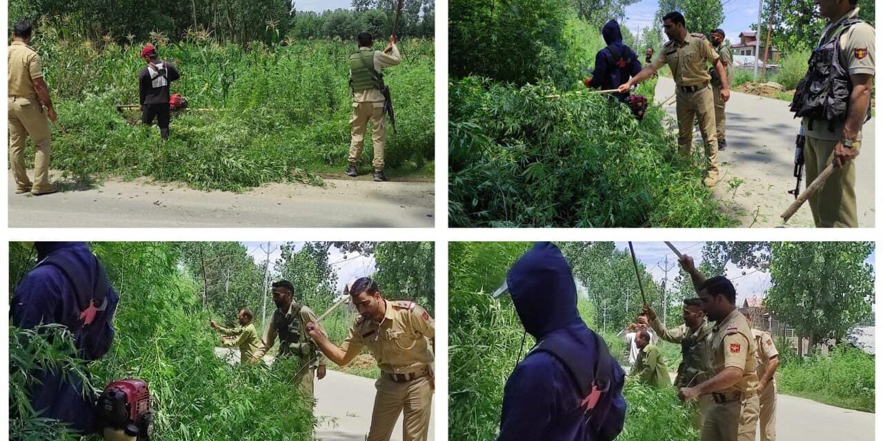 Ganderbal Police destroys wild cannabis in massive anti-drug drive at Shadipora