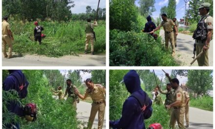 Ganderbal Police destroys wild cannabis in massive anti-drug drive at Shadipora