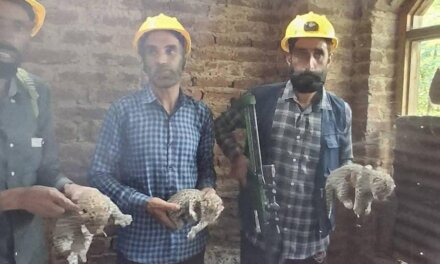 Three Leopard Cubs Rescued in Tral, Search On for Mother Leopard