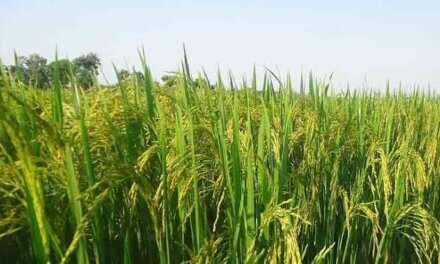 SKUAST-Kashmir Issues Advisory for Farmers Amid Scorching Heatwave and Dry Spell