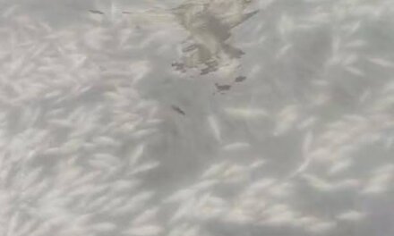 Thousands of Trout Fish Found Dead in Anantnag Hatchery, Owner Suspects Poisoning