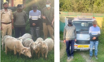 Two Theft Cases Solved in Record Time: Ganderbal Police Recover Stolen Sheep, Arrest 3 Accused