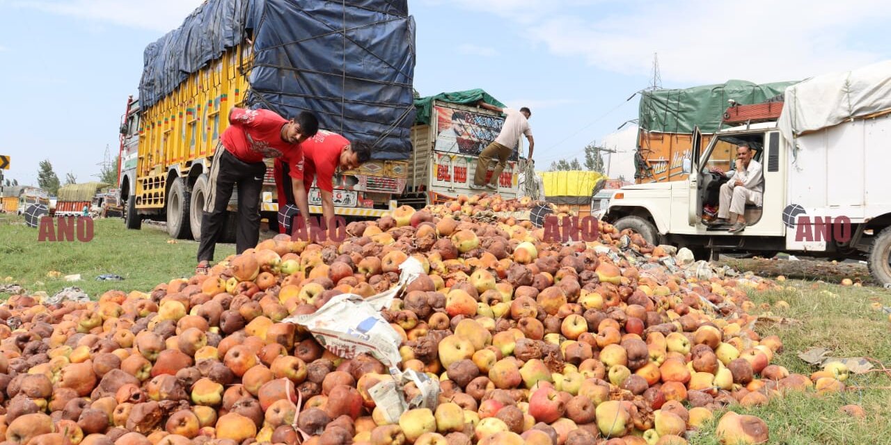 Apple growers reel under losses as bulk supply floods markets after highway delays