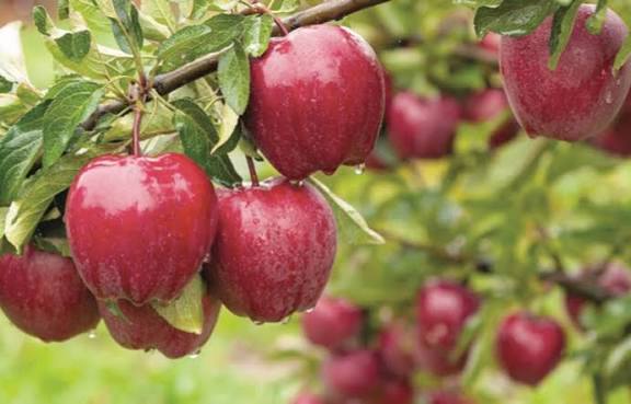 Cold storage facilities save South Kashmir apple growers from heavy losses after highway closure