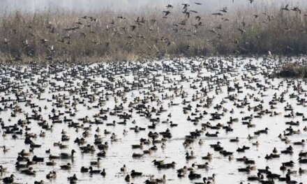 4 arrested as Wildlife deptt strike heavy on poachers in Shallabugh wetland