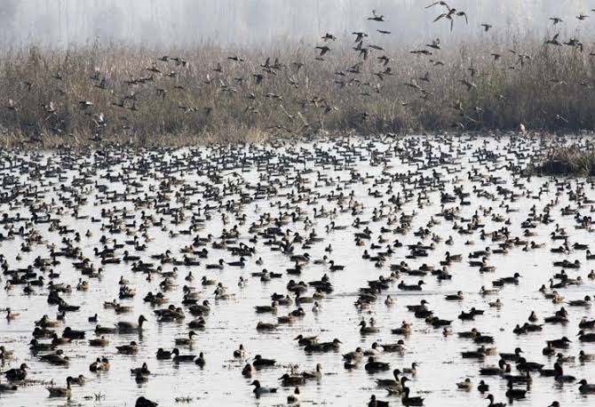 4 arrested as Wildlife deptt strike heavy on poachers in Shallabugh wetland