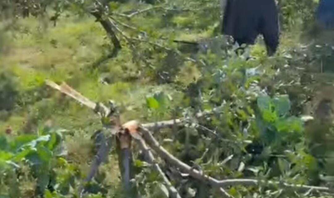 Miscreants Chop Off Several Apple Trees in South Kashmir’s Anantnag Village