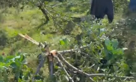 Miscreants Chop Off Several Apple Trees in South Kashmir’s Anantnag Village