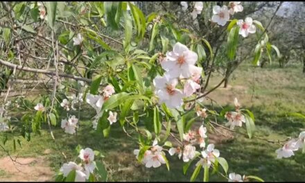 Experts Clarify Unseasonal Flowering in Kashmir’s Fruit Trees Not Necessarily Due to Climate Change