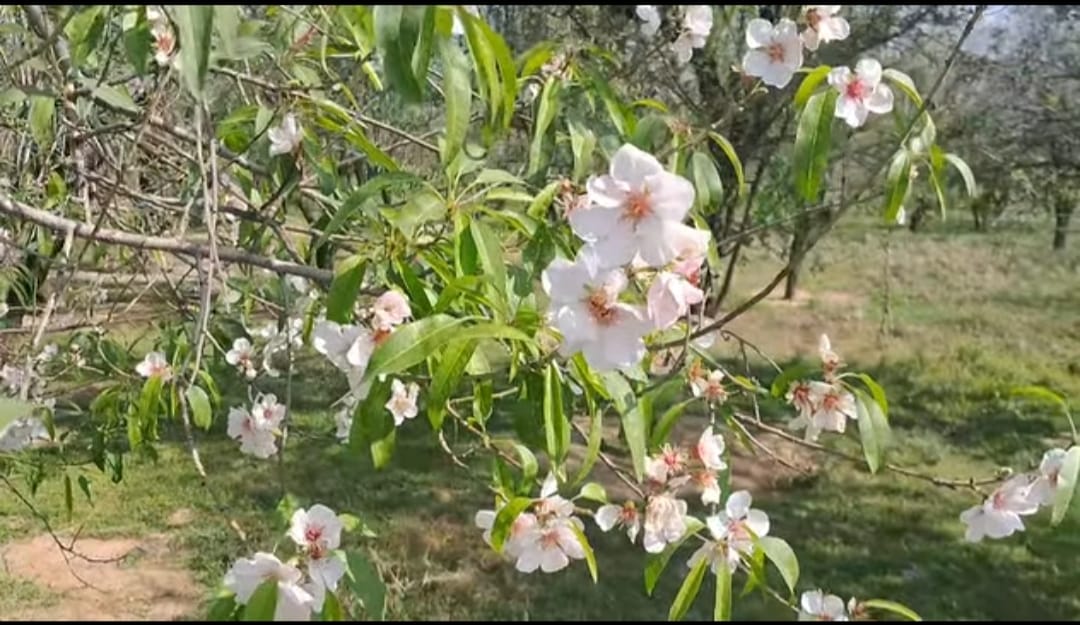 Experts Clarify Unseasonal Flowering in Kashmir’s Fruit Trees Not Necessarily Due to Climate Change