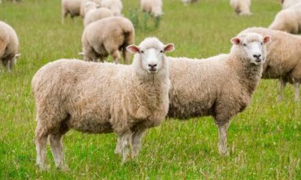 22 Sheep Stolen from Cowshed in Ganderbal