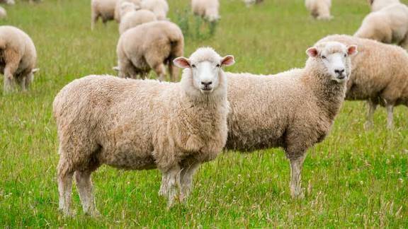 22 Sheep Stolen from Cowshed in Ganderbal