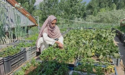 Bandipora Woman Turns Rooftop into Profitable Mushroom and Vegetable Farm, Inspires Valley Women