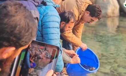 4,000 Brown Trout Fingerlings Released in Shaliganga and Sukhnag Rivers, Budgam