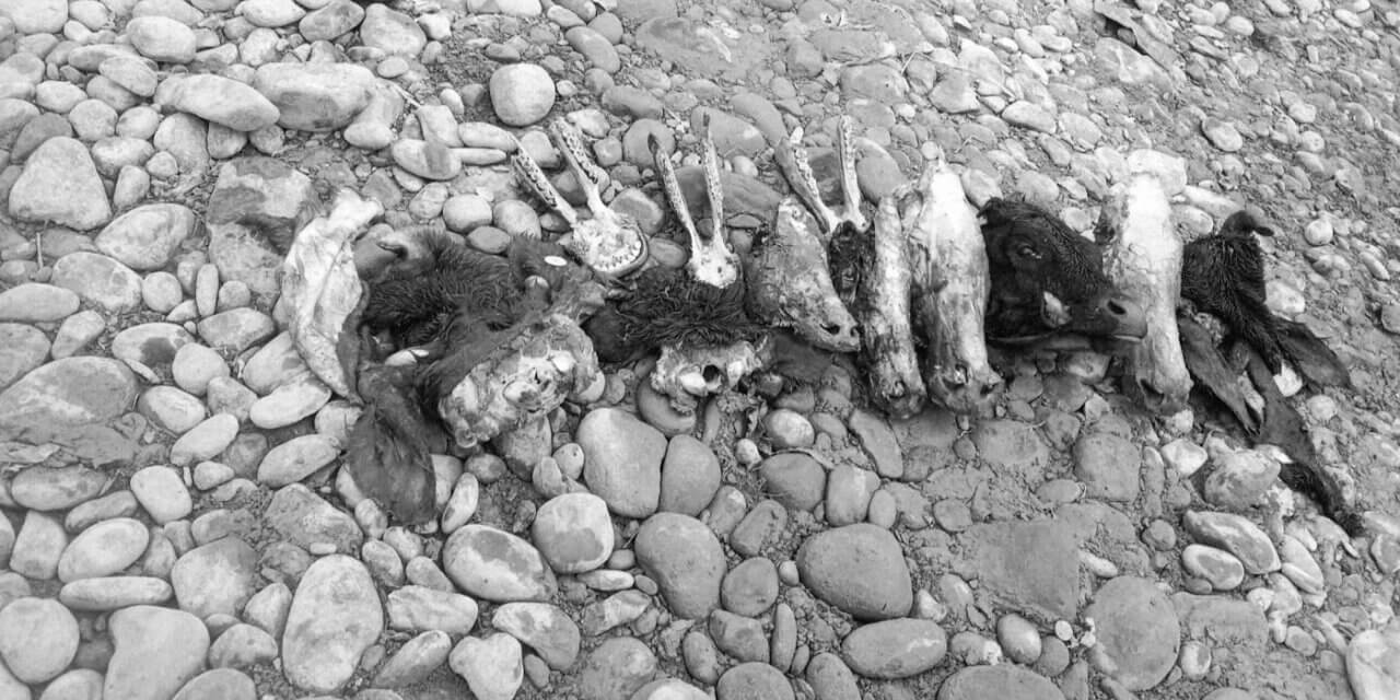 Suspicious Looking Skulls Recovered Near Nallah Sindh in Kangan; Police Launch Investigation