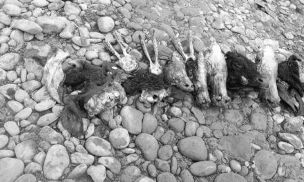 Suspicious Looking Skulls Recovered Near Nallah Sindh in Kangan; Police Launch Investigation