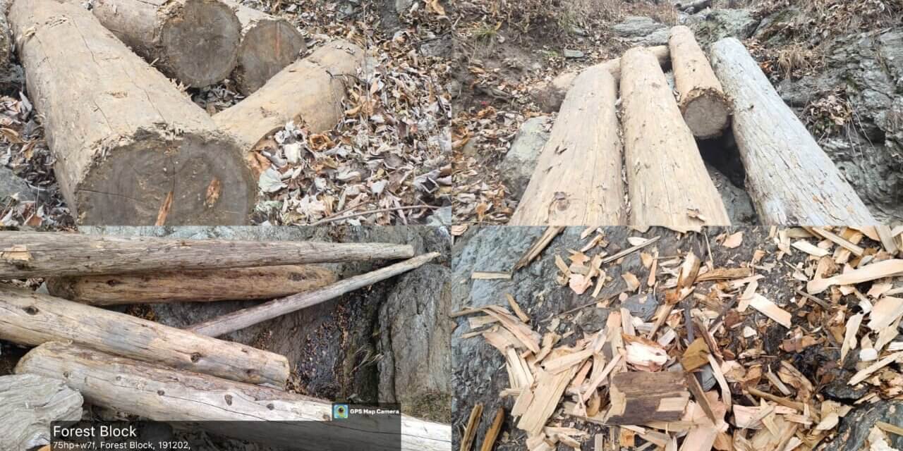 Unmarked Timber Logs Found in Chattergul Forests