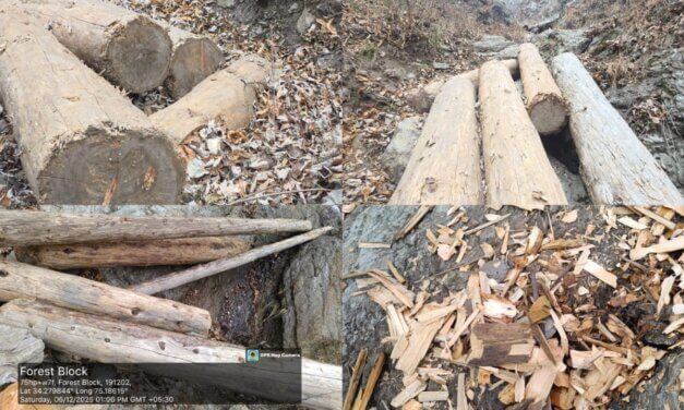 Unmarked Timber Logs Found in Chattergul Forests