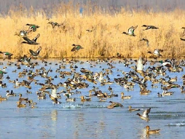 Revenue Department Constitutes Team for Wetland Demarcation in Budgam