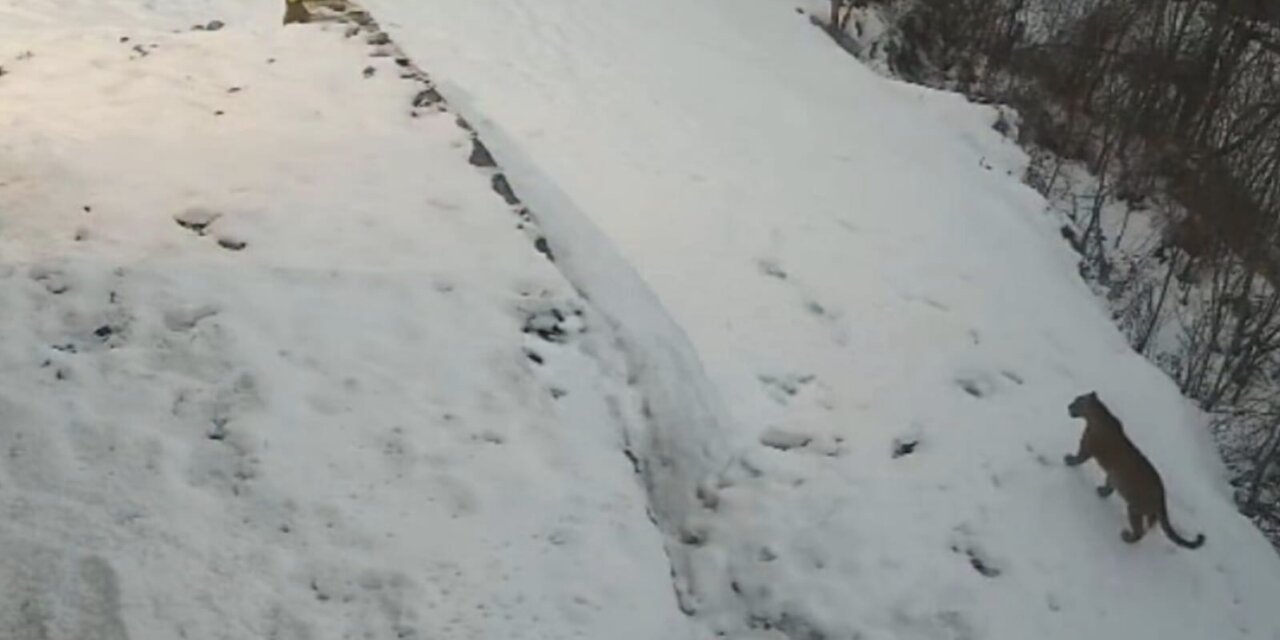 Leopard movement reported in Central Kashmir’s Budgam, advisory issued