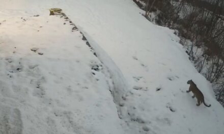 Leopard movement reported in Central Kashmir’s Budgam, advisory issued