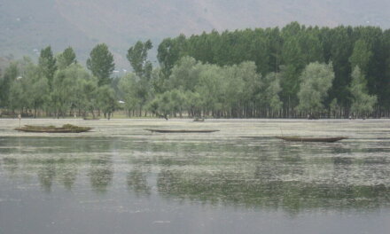 1.35 lakh Willows felled at Wular, 19 lakh plants raised: Govt informs House
