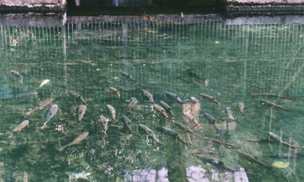 Mass Fish Death Reported in Sherbagh Spring, Fisheries Dept Cites Water Pollution