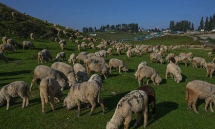 Jammu And Kashmir To Import 4 Elite Foreign Breeds Of Sheep, Goat