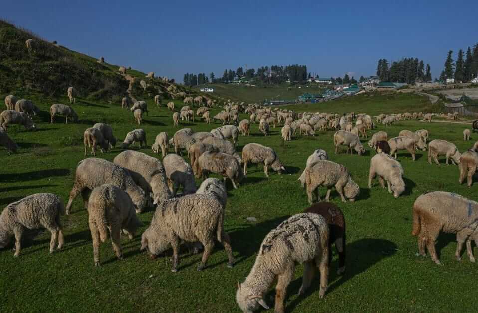 Jammu And Kashmir To Import 4 Elite Foreign Breeds Of Sheep, Goat