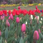 Tourists arrive in large numbers to witness breathtaking beauty of Srinagar’s Tulip Garden