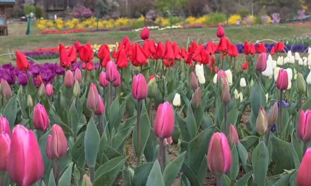 Tourists arrive in large numbers to witness breathtaking beauty of Srinagar’s Tulip Garden