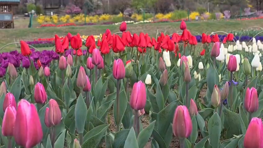 Tourists arrive in large numbers to witness breathtaking beauty of Srinagar’s Tulip Garden